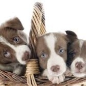Por el bien de los animales , dejemos de humanizarlos