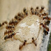 Ecología para todos: La función defensiva en las especies sociales