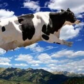 Muuuuu, han comenzado las vacaciones con muchas vacas