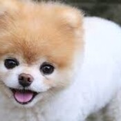 Noticias de perros
