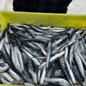 César Nates, presidente de la Federación de Cofradías de Pescadores de Cantabria/Bocarte/Verdel/Inspectores de pesca