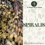 El Ángel de tu Salud - Spiralis**