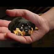 "Curiosidades del mundo Canino"