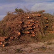 El Ayuntamiento de Beneixama investiga un exceso en la tala de árboles.