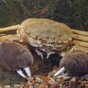 ¿Qué hacemos con el cangrejo?