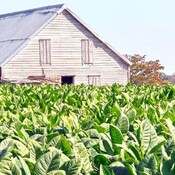 Estación Experimental del Tabaco de Cabaiguán; emporio al servicio de la ciencia cubana 