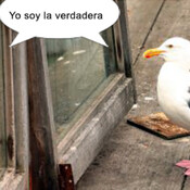La idéntica de Gaviota 