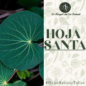 El Ángel de tu Salud - Hoja Santa**