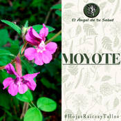 El Ángel de tu Salud - Moyote**