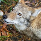 Posible avistamiento de un "lobo rojo" casi extinto en Florida 