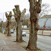 Arboricidio ¡Despertemos!