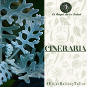 El Ángel de tu Salud - Cineraria**