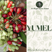 El Ángel de tu Salud - Yumel**
