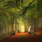 Episodio 13. El Bosque Mágico