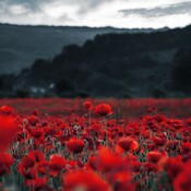 La hora azul - Flora, Fauna y Primavera - 11/02/25