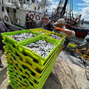 Los pescadores de cerco regularán las capturas diarias de bocarte para prolongar la costera 12/05/2025