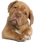 "Cambios provocados en los perros"