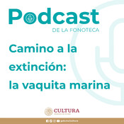 Vaquita Marina, Camino a la extinción.