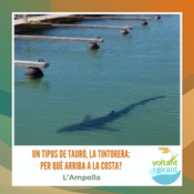 Les tintoreres: per què arriben a la costa?