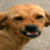 Perro muerde en la cara a mujer al intentar besarlo