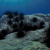 Canarias: el futuro de nuestro suelo marino