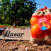La voracidad de las megaempresas valencianas de naranjas amenaza la agricultura familiar y tradicional