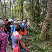 Bosques de Cantabria inicia la XXIII temporada de salidas interpretativas a la naturaleza durante la primavera 24/04/25