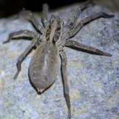 Natura del Maresme: L'aranya llop