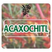 El Ángel de tu Salud - ACAXOCHITL *