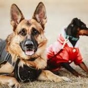 Un repaso canino del año de esos Locos peludos
