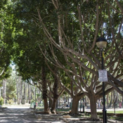 Falten 8000 arbres a Alzira - 25 de febrer de 2025