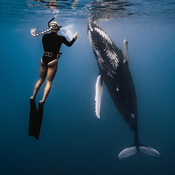 Voces del Misterio COPE: Comunicación con ballenas, con Javier Sierra