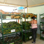 Analizan comportamiento de la producción y comercialización de alimentos en Camagüey