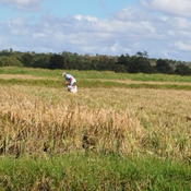 Arroz popular, empeños que se multiplican en Amancio