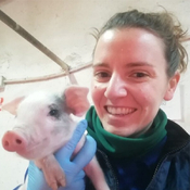 Utilización de un kit de progesterona para ayudarnos en la sincronización de primerizas-Paula Sánchez Giménez