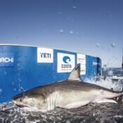 Tiburones blancos vistos en nuestras costas