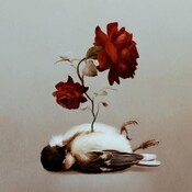  The Nightingale and the Rose (Oscar Wilde)