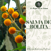 El Ángel de tu Salud - Salvia de Bolita**