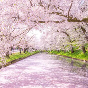 満開の桜を見る旅に出たい from Radiotalk