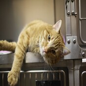Ecología para todos: Las mascotas van al veterinario