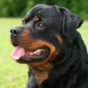 ¿Podemos dejar de hablar de "PERROS PELIGROSOS"?