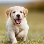 El hipertiroidismo canino