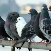 Condenada a abandonar su vivienda por dar de comer a las palomas