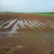 Inició en Cienfuegos la campaña agrícola de frío