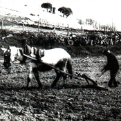 9.- La Ribera de la Valmuza en Vega de Tirados