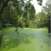 Peligro por Algas Verdes en el Lago Okeechobee