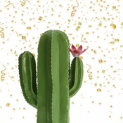 Cactus Confetti 6-Mayo-2025