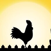 Gallito que canta al sol