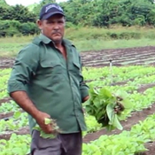 Maikel y sus posturas de tabaco
