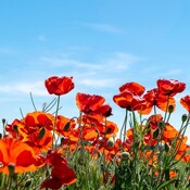 La hora azul - Wilde: la primavera y la estación del dolor - 28/04/25